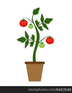 Garden Background Vector Illustration. Growing Bush of Tomatoes Plant in Modern Flat Style. EPS10. Garden Background Vector Illustration. Growing Bush of Tomatoes