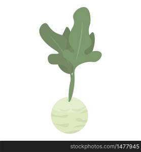 Garden cabbage icon. Isometric of garden cabbage vector icon for web design isolated on white background. Garden cabbage icon, isometric style