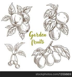 Garden fruits, apples, apricots, cherries, plums on branches with leaveshand drawn sketch vector illustration