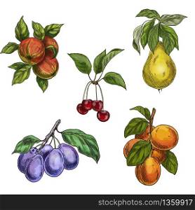 Garden fruits with leaves and branches. Cherry, apples, pear, plums, apricots. Full color realistic sketch vector illustration. Hand drawn painted illustration.