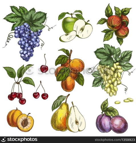 Garden fruits with leaves and branches. Cherry, apples, pear, plums, apricots, grapes. Full color realistic sketch vector illustration. Hand drawn painted illustration.
