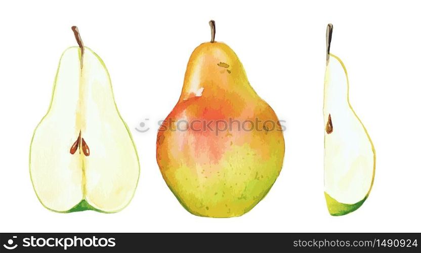 Garden pear and its parts, watercolor fruit, hand drawn vector illustration