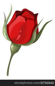 Garden red flower. Burgundy rose. Elegant bud isolated on white background. Garden red flower. Burgundy rose. Elegant bud
