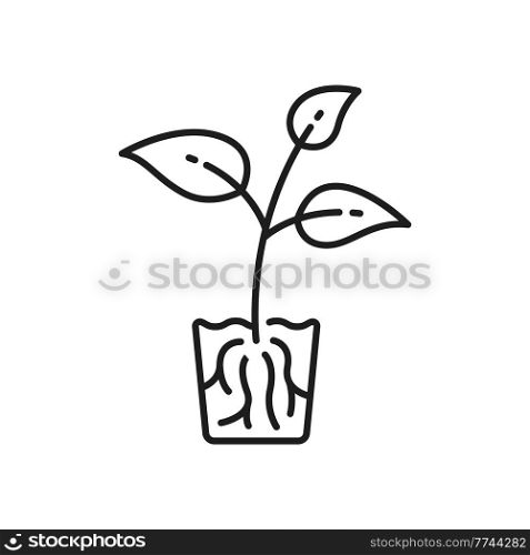 Garden seedling young transplant with roots growing in glass isolated thin line icon. Vector plant grows in soil, agriculture, farming and gardening sign. Fresh greens, cultivation of transplants. Plant transplants with roots growing in glass icon