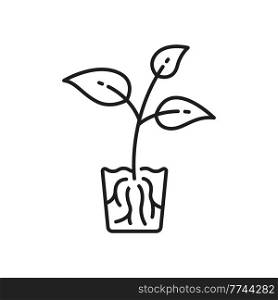 Garden seedling young transplant with roots growing in glass isolated thin line icon. Vector plant grows in soil, agriculture, farming and gardening sign. Fresh greens, cultivation of transplants. Plant transplants with roots growing in glass icon