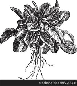 Garden sorrel or Rumex acetosa or Common Sorrel. Variety called Belleville, vintage engraved illustration. Trousset encyclopedia (1886 - 1891).