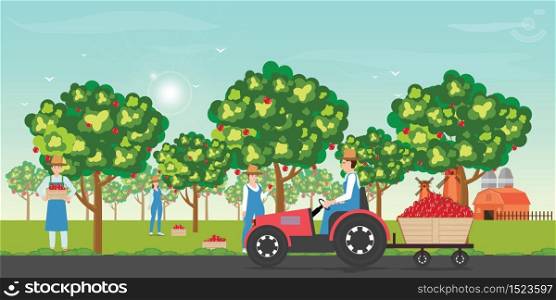 Gardener picking apples on a farm in autumn with tractor during apples harvesting on blue sky background cartoon vector illustration.