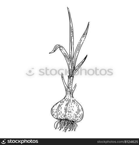 garlic bulb green stalk sketch hand drawn vector fresh spice, food plant, vegetable green. garlic bulb green stalk sketch hand drawn vector