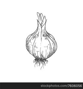 Garlic bulb isolated vegetable sketch. Vector hand drawn pungent-tasting organic spice condiment. Bulb of garlic isolated sketch of whole vegetable