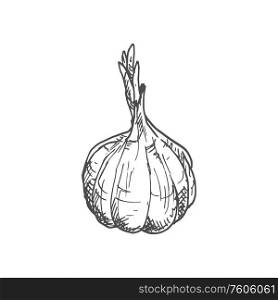 Garlic bulb isolated vegetable sketch. Vector hand drawn pungent-tasting organic spice condiment. Bulb of garlic isolated sketch of whole vegetable