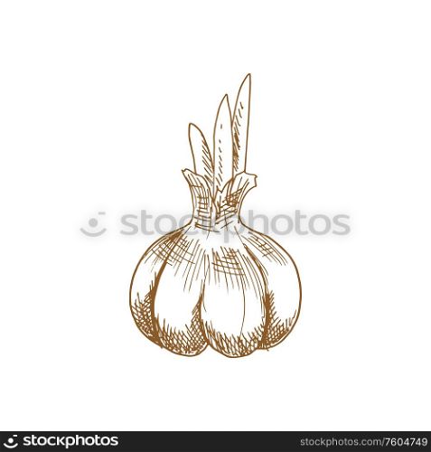 Garlic bulb isolated vegetable sketch. Vector whole head of raw bulbous plant. Bulb of garlic isolated sketch of vegetable
