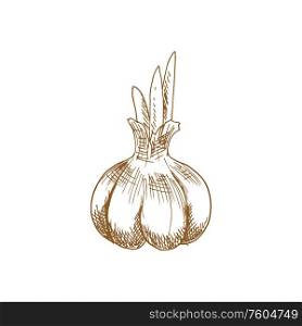 Garlic bulb isolated vegetable sketch. Vector whole head of raw bulbous plant. Bulb of garlic isolated sketch of vegetable