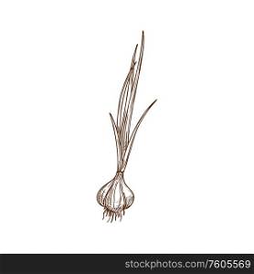 Garlic bulb with leaves isolated vegetable sketch. Vector hand drawn spice condiment, vegetarian food. Bulb of garlic with leaves isolated vegetable