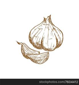 Garlic cooking seasonings sketch. Vector isolated garlic spice, culinary condiment and flavoring. Garlic spice cooking seasonings isolated sketch