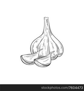 Garlic cooking seasonings sketch. Vector isolated garlic spice, culinary condiment and flavoring. Garlic spice cooking seasonings isolated sketch