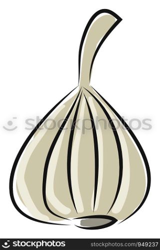 Garlic illustration