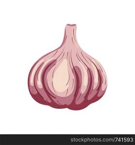 Garlic isolated on white background. Organic food. Cartoon style. Vector illustration for design.