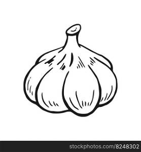 Garlic outline. Hand drawn vector illustration. Farm market product, isolated vegetable, engraved bunch of garlic.
