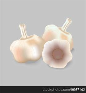 Garlic s pile on white and gray background vector.