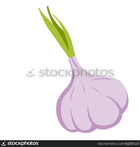 Garlic. Spicy bulb vegetable. Natural product. Healthy diet. Seasoning and herb. Cartoon illustration. Garlic. Spicy bulb vegetable.