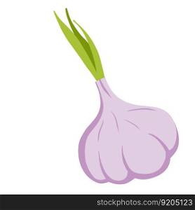 Garlic. Spicy bulb vegetable. Natural product. Healthy diet. Seasoning and herb. Cartoon illustration. Garlic. Spicy bulb vegetable.