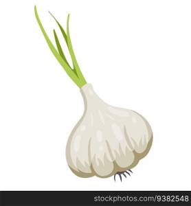 Garlic. Spicy bulb vegetable. Natural product. Healthy diet. Seasoning and herb. Cartoon illustration. Garlic. Spicy bulb vegetable. Natural product.