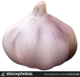 Garlic Vegetable - Photorealistic Illustration Isolated on White Background, Vector
