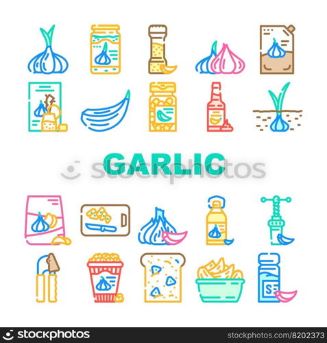 garlic white clove fresh icons set vector. spice food, plant vegetable, organic healthy, whole bulb, green garlic white clove fresh color line illustrations. garlic white clove fresh icons set vector