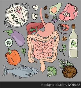 GASTROINTESTINAL HEALTH Human Nutrition Vector Illustration