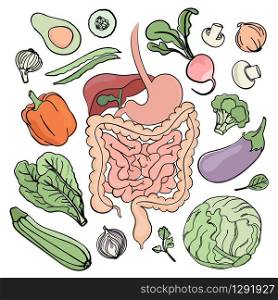 GASTROINTESTINAL TRACT VEGAN Nutrition Vector Illustration