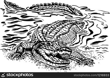 Gator Coming Out of Water Vector Illustration