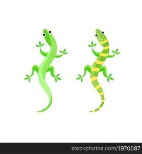 Gecko or lizard Vector illustration,lizard isolated animal illustration on white background. lizard illustration.