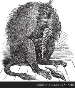 Gelada or Theropithecus gelada or Gelada baboon, vintage engraving. Old engraved illustration of Gelada, eating carrots.