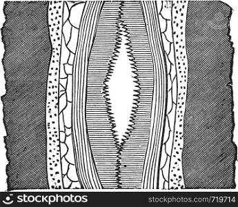Geological Vein, illustration showing vein with cavity (center) splitting quartz into two portions, vintage engraved illustration. Trousset encyclopedia (1886 - 1891).