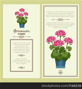 Geranium flower in pot vector advertising banners for shop design. Geranium flower in pot banners