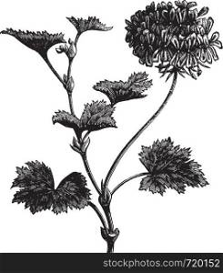 Geranium or Storksbill or Pelargonium zonale, vintage engraved illustration. Trousset encyclopedia (1886 - 1891).
