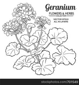 geranium plant illustration on white background. geranium plant illustration