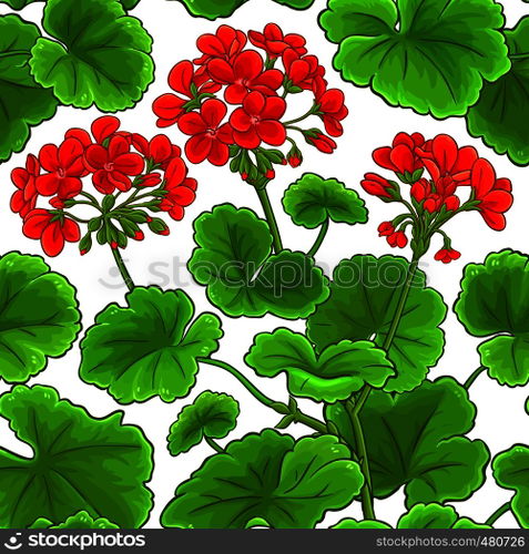 geranium vector pattern on white background. geranium vector pattern