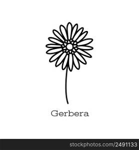 Gerbera flower. Doodle vector hand drawn line sketch. Floral illustration for coloring book.. Gerbera flower. Doodle vector hand drawn line sketch. Floral illustration for coloring book
