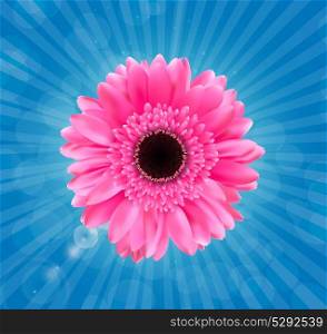 Gerbera Flower Isolated on White Background Vector Illustration. EPS10. Gerbera Flower Isolated on White Background Vector Illustration