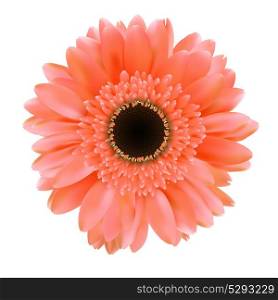 Gerbera Flower Isolated on White Background Vector Illustration. EPS10. Gerbera Flower Isolated on White Background Vector Illustration