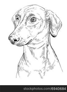 German Pinscher vector hand drawing illustration in black color isolated on white background