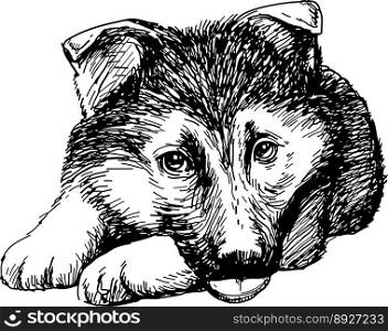 German shepherd puppy vector image