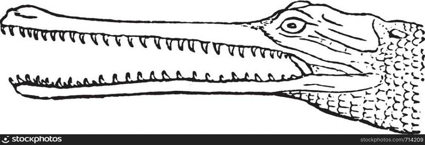 Gharial head, vintage engraved illustration. Natural History of Animals, 1880.