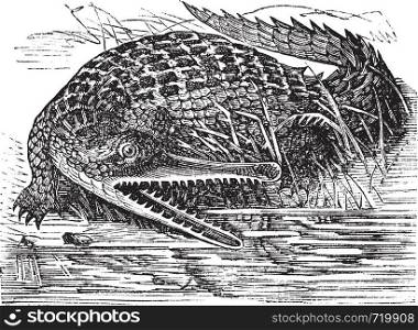 Gharial or Gavialis gangeticus or Indian gavial or gavial or Fish-eating crocodile or Long-nosed crocodile, vintage engraving. Old engraved illustration of Gharial in the Ganges.