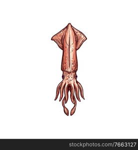 Giant squid Pholidoteuthis isolated underwater animal hand drawn sketch. Vector mollusca Cephalopoda. Squid isolated mollusca Cephalopoda Pholidoteuthis