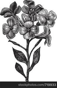 Gillyflower or Hoary stock or Tenweeks stock or Matthiola incana, vintage engraving. Old engraved illustration of Gillyflower, isolated on a white background.