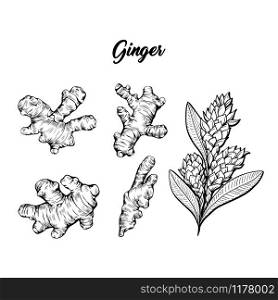 Ginger and flower blossoming plant spice set. Botanical vector illustration for posters or banner design. Ginger and flower blossoming plant spice set. Botanical vector illustration