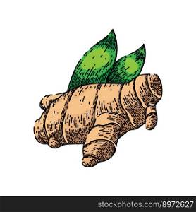 ginger food hand drawn vector. root fresh, ingredient plant, spice vegetable, asian healthy, herb ginger food sketch. isolated color illustration. ginger food sketch hand drawn vector