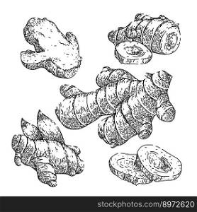 ginger root food set hand drawn vector. ingredient organic, spice herb, healthy plant, fresh raw, vegetable medicine, nature seasoning ginger root food sketch. isolated black illustration. ginger root food set sketch hand drawn vector